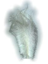 Witte Veer Floss / Pieten Veren